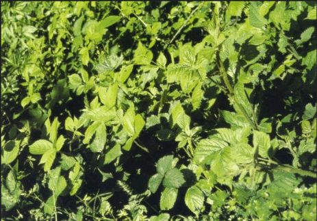 "Su ru" Rubus Arrigonii, raro endemismo presente soltanto nei boschi del Goceano